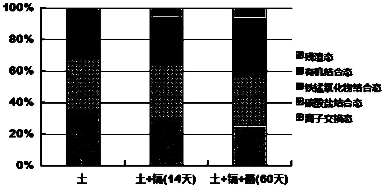 A kind of alternative Wallella and its application for remediating environmental heavy metal pollution