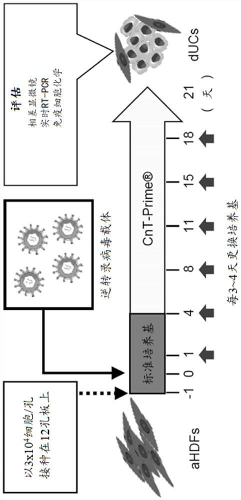 Inducer for urinary tract epithelial cells and inducing method for urinary tract epithelial cells