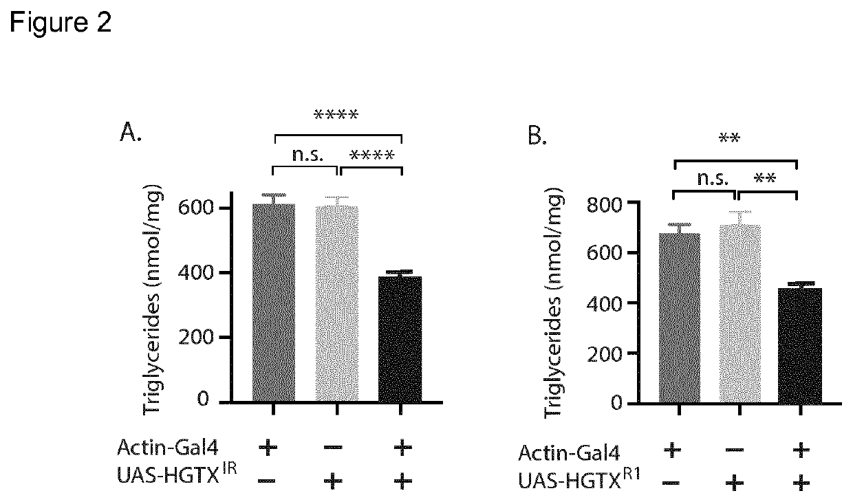 Methods of modulating nkx6.3