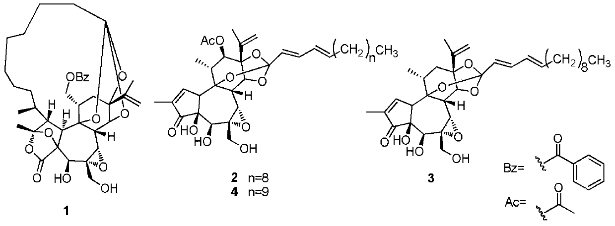 Preparation method of Daphne chamaejasme total diterpenes and its use in pharmacy