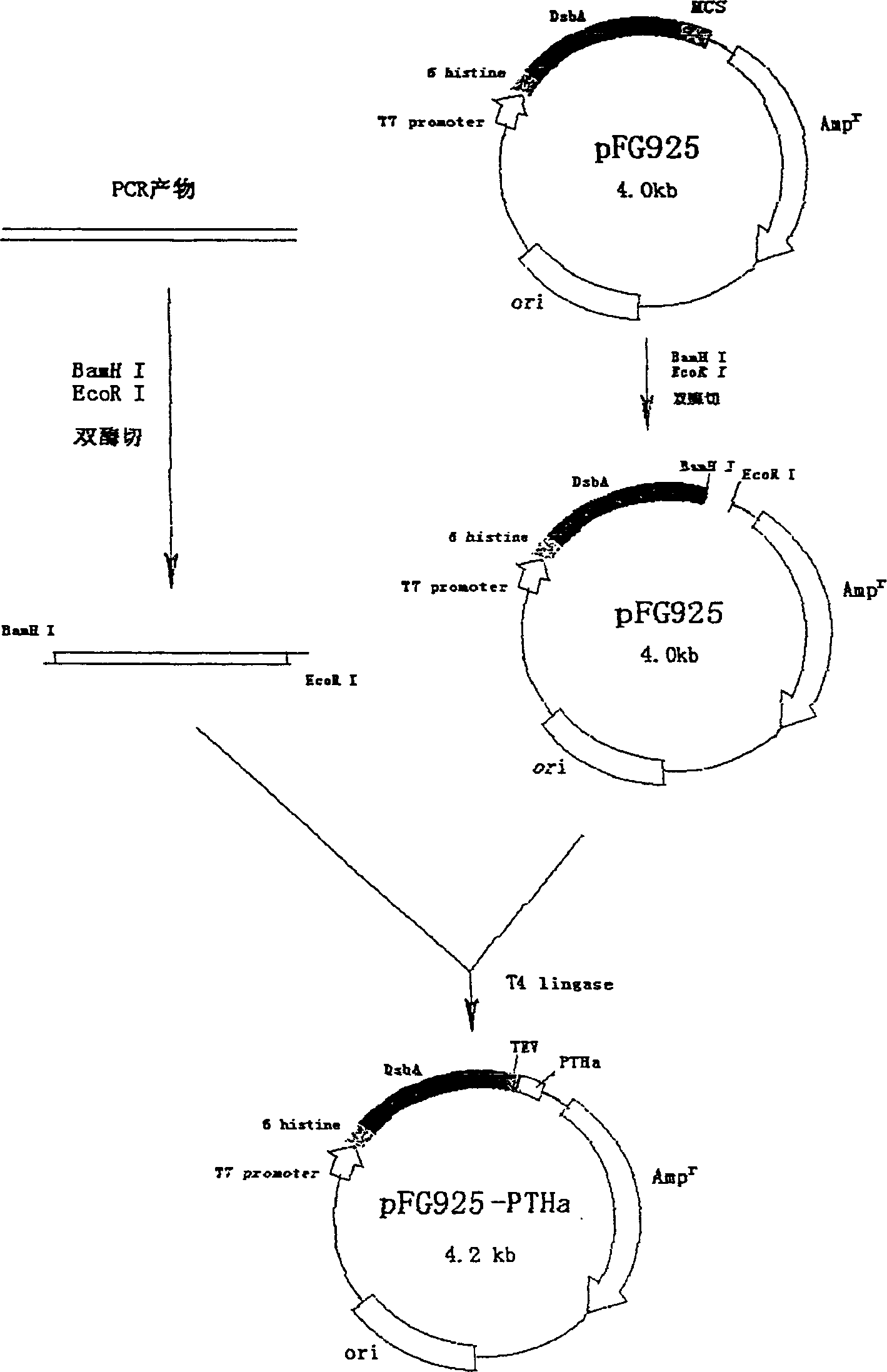 Parathyroid hormone analog and its preparing process by recombination