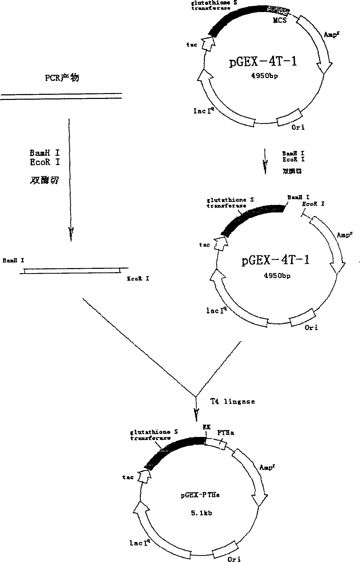 Parathyroid hormone analog and its preparing process by recombination