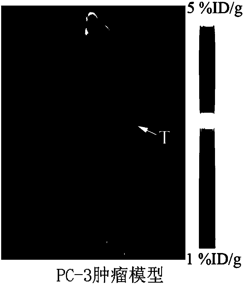 Tracer for derivative based on GnRH polypeptide as well as preparation method and application thereof