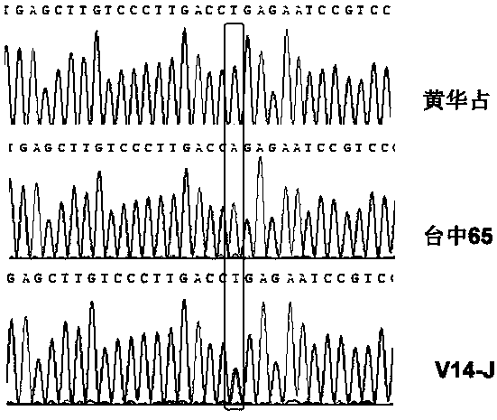 Rice mTERF transcription termination factor gene V14 and application thereof