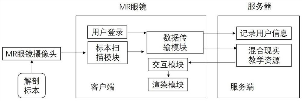 Animal anatomy teaching method, system, medium, computer equipment, terminal