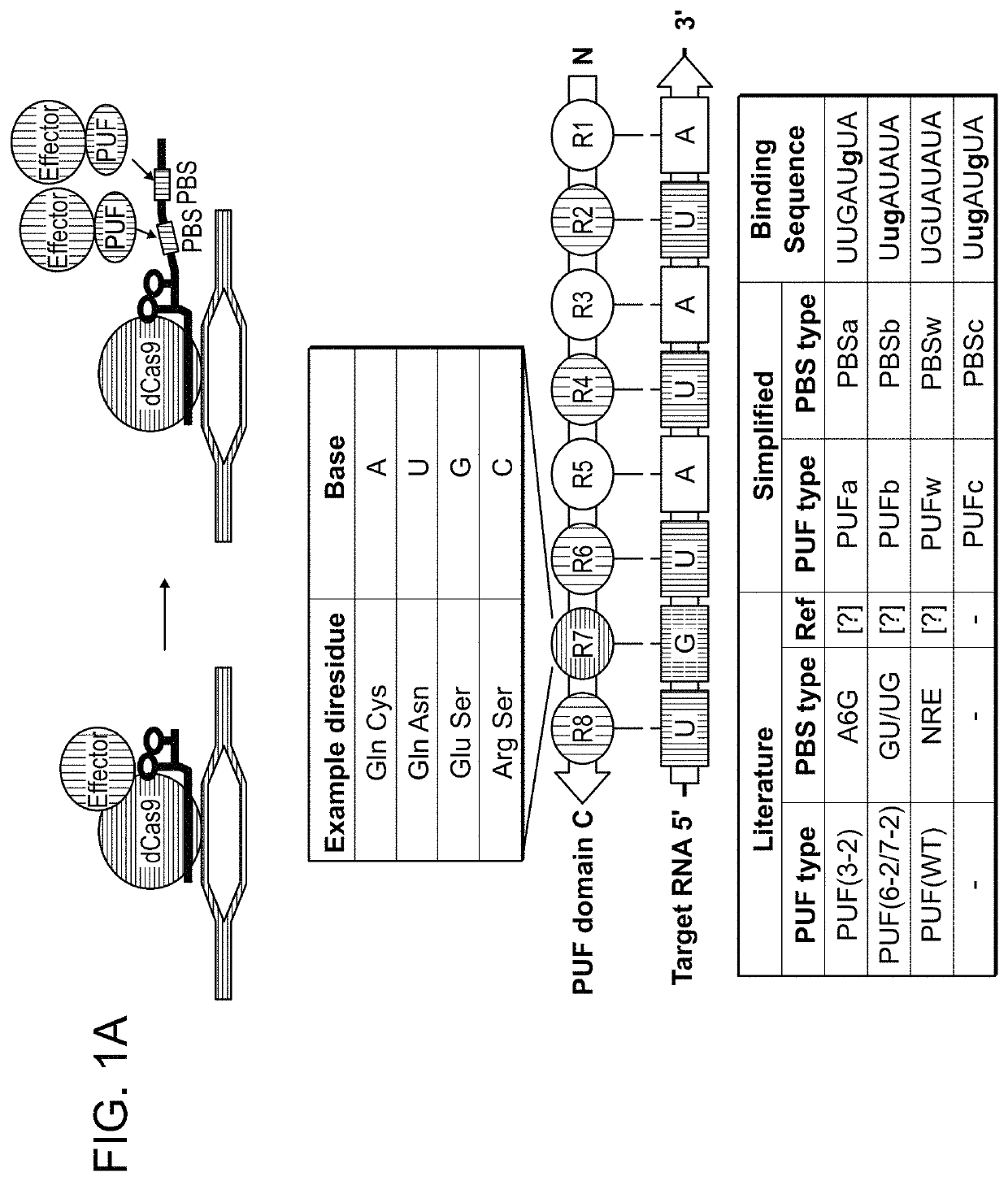 Three-component CRISPR/Cas complex system and uses thereof