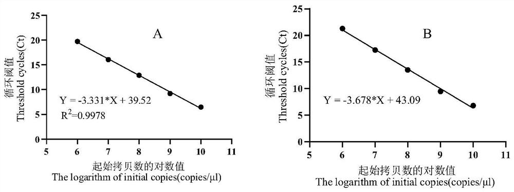 Method for rapidly detecting symbiotic bacteria in intestinal tracts/fat bodies of brown planthopper