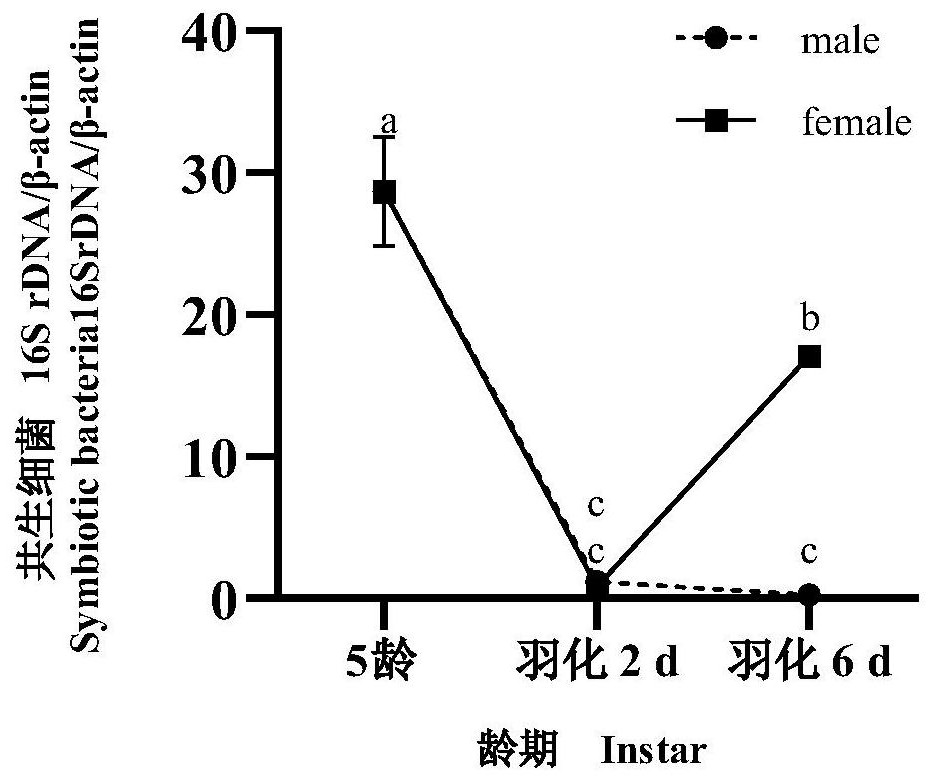 Method for rapidly detecting symbiotic bacteria in intestinal tracts/fat bodies of brown planthopper