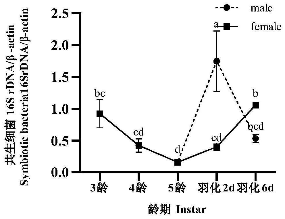 Method for rapidly detecting symbiotic bacteria in intestinal tracts/fat bodies of brown planthopper