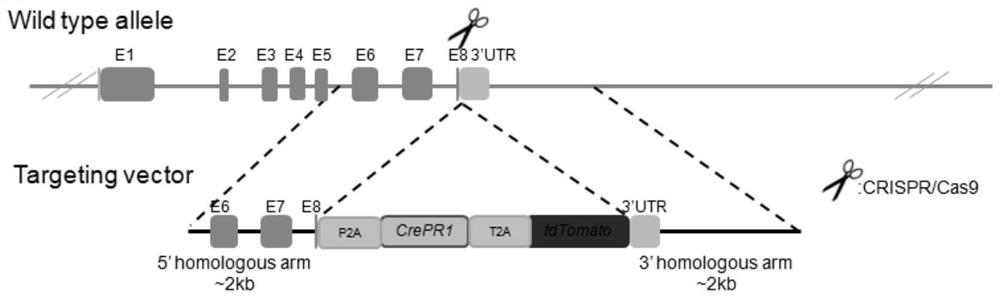 Construction and application of KRT10 site-directed gene knock-in P2A-CrePR1-T2A-tdTomato mouse model