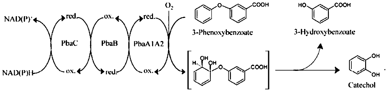 Angular dioxygenase gene dpea1a2 and its application