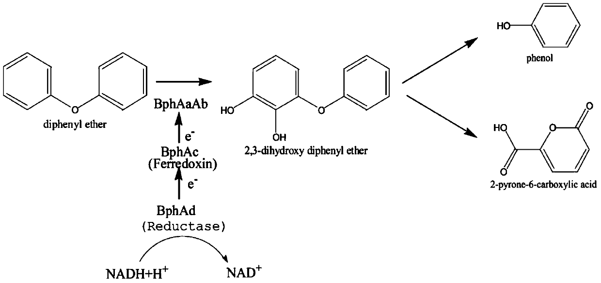 Angular dioxygenase gene dpea1a2 and its application