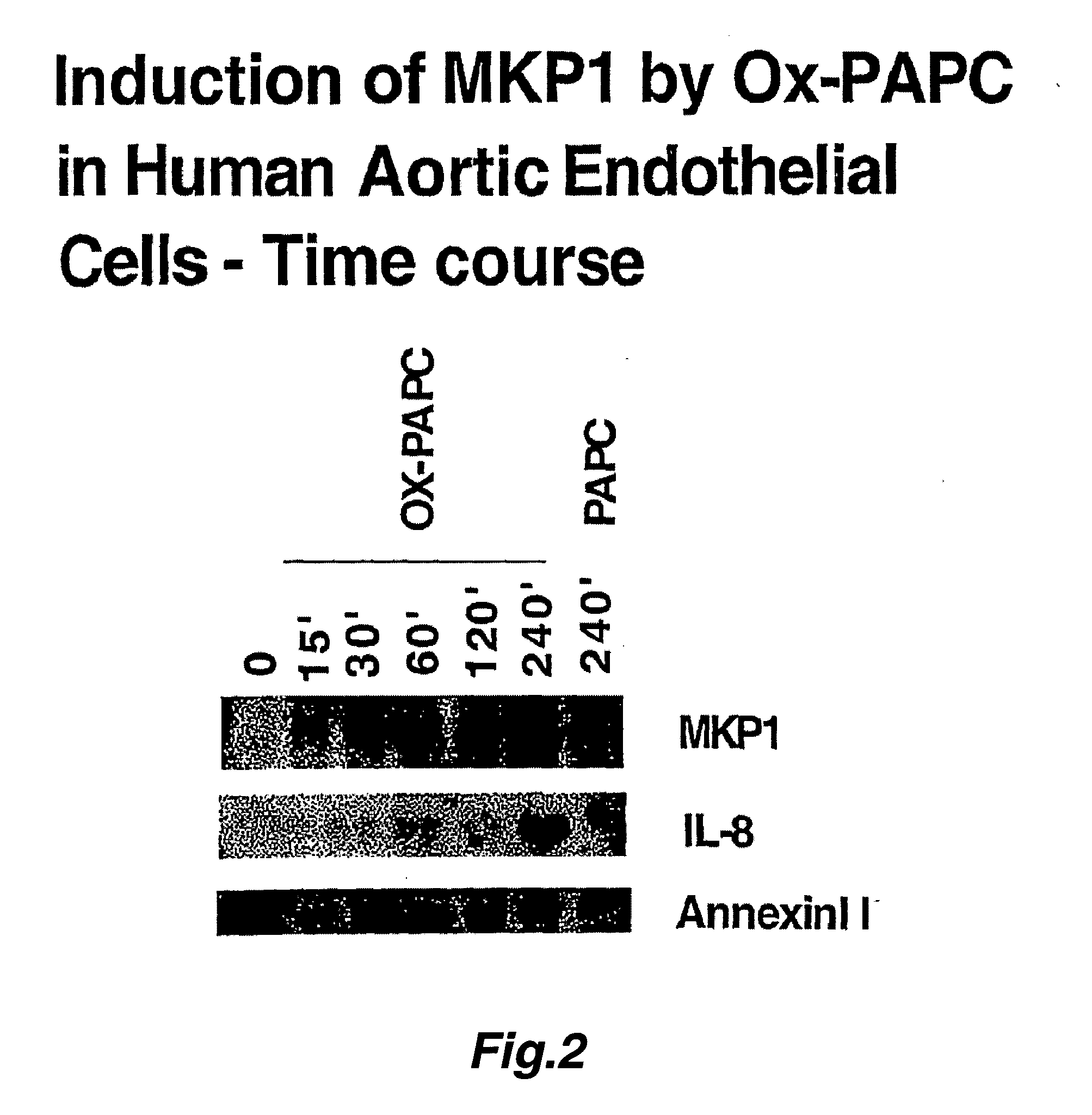 Control of gene induced by oxidated lipids in human artery wall cells