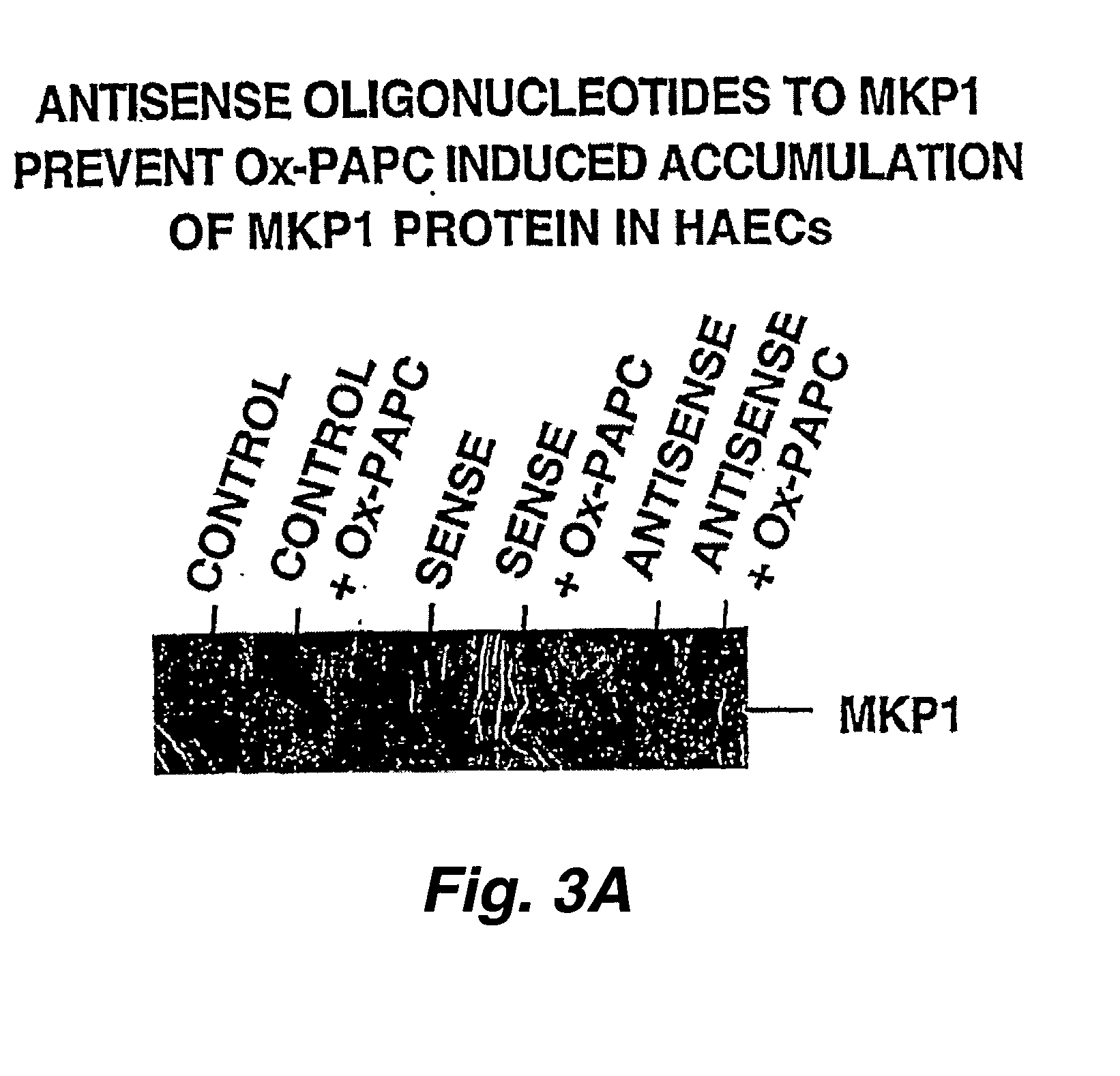 Control of gene induced by oxidated lipids in human artery wall cells