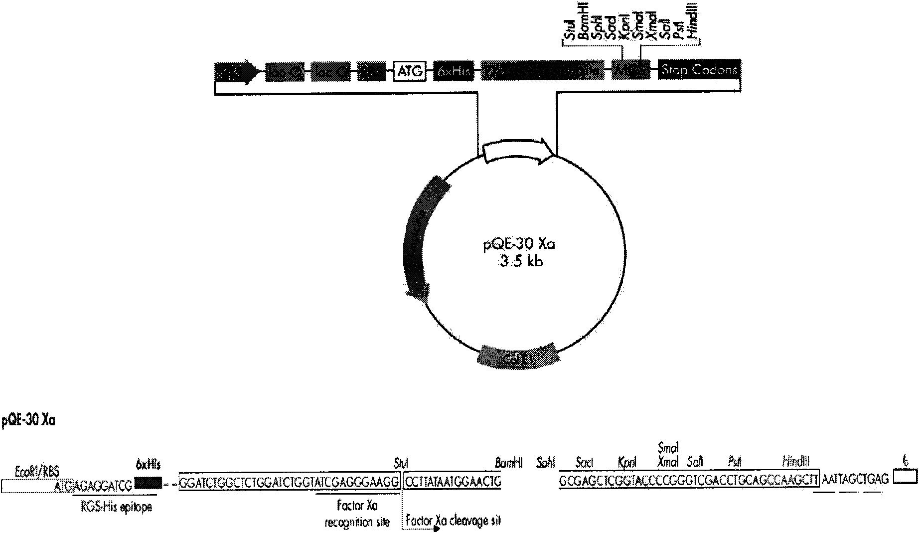 Beta-glucuroide isozyme BglA protein and application thereof