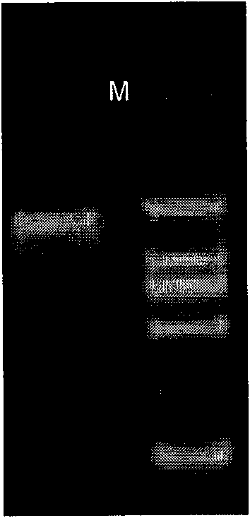 Beta-glucuroide isozyme BglA protein and application thereof