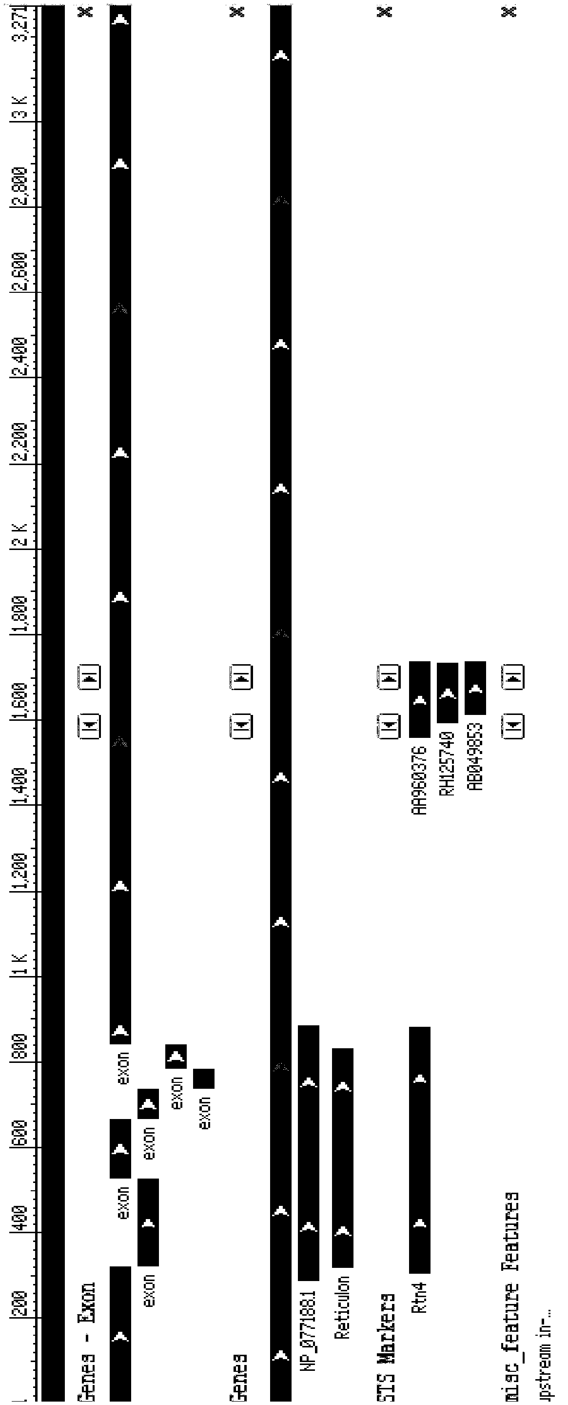 Method for acquiring Nogo-B knockout mode mouse based on CRISPR/Cas9 technology and application thereof