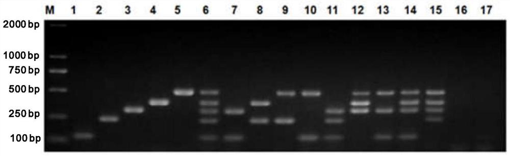 Multiplex pcr rapid diagnostic kit for five kinds of porcine diarrhea virus and its application