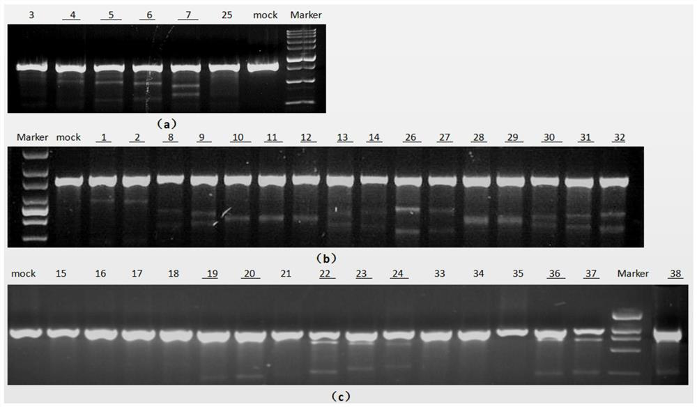 A kind of hematopoietic stem cell and its preparation method and application