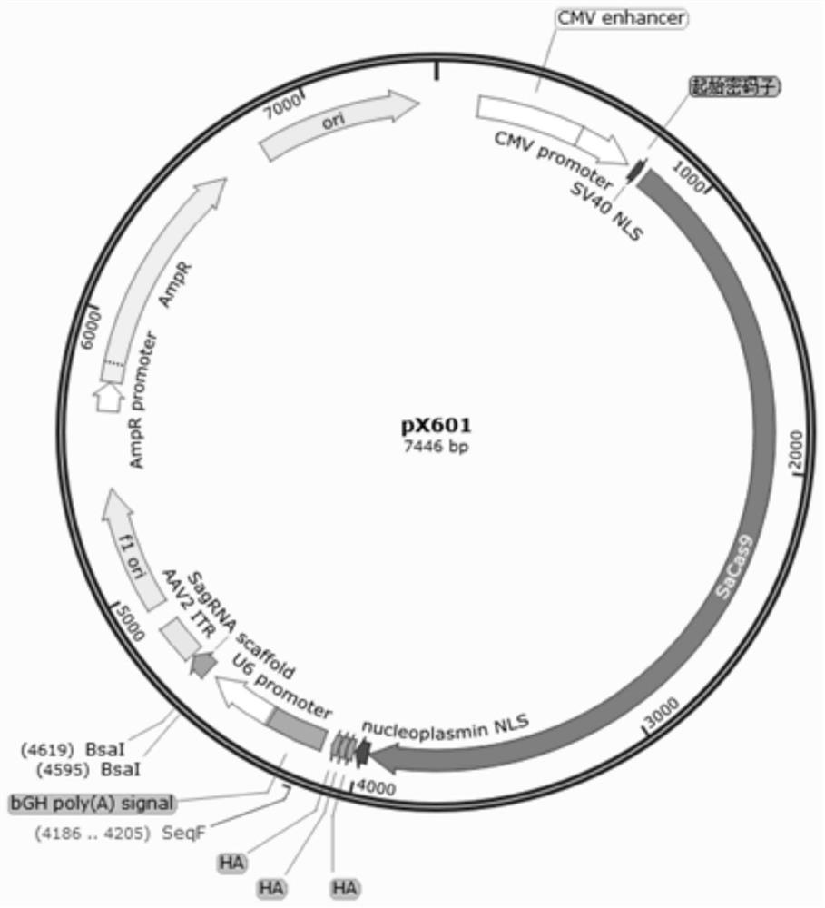 A kind of hematopoietic stem cell and its preparation method and application