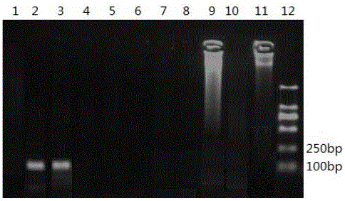 PCR special primer pair for identifying pig-cattle-sheep derived ingredients in livestock and poultry meat based on mitochondrion COI gene, PCR identification method and reagent kit