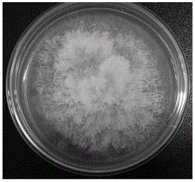 Quick induced spore production method and application of Phomopsis