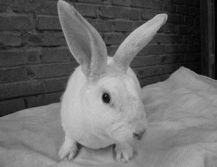 Method for breeding white Rex rabbit new variety