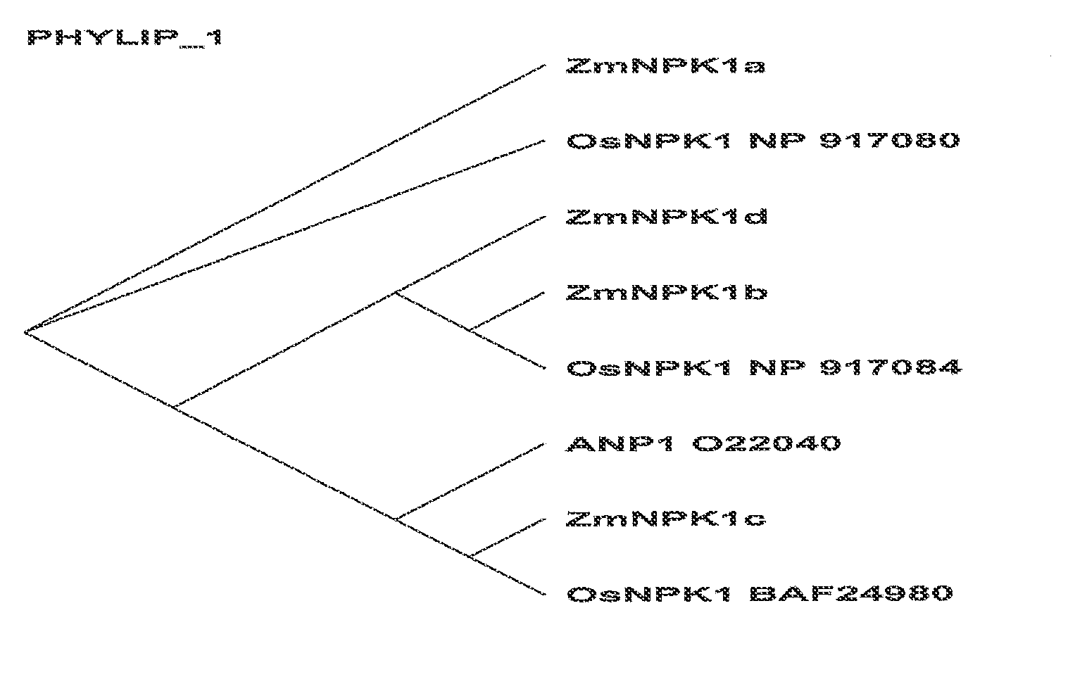 Compositions and Methods of Use of Mitogen-Activated Protein Kinase Kinase Kinase