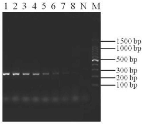Nano PCR method for detecting fowl adenovirus type 4, kit and application thereof