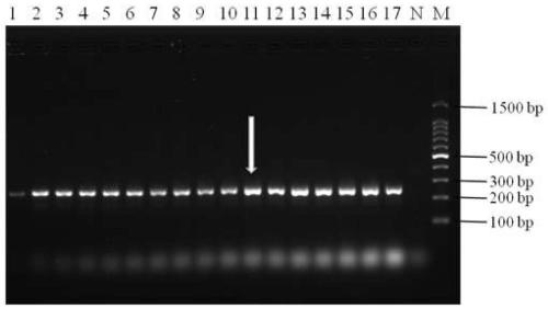 Nano PCR method for detecting fowl adenovirus type 4, kit and application thereof