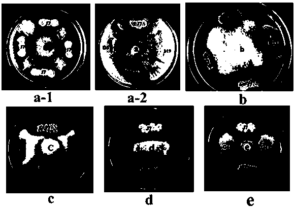 A kind of compound microbial fertilizer that antagonizes soil-borne fungal diseases and its preparation method and application