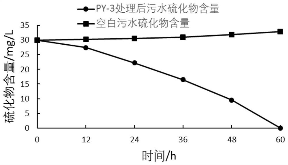 Bacillus py-3 and its agent and application