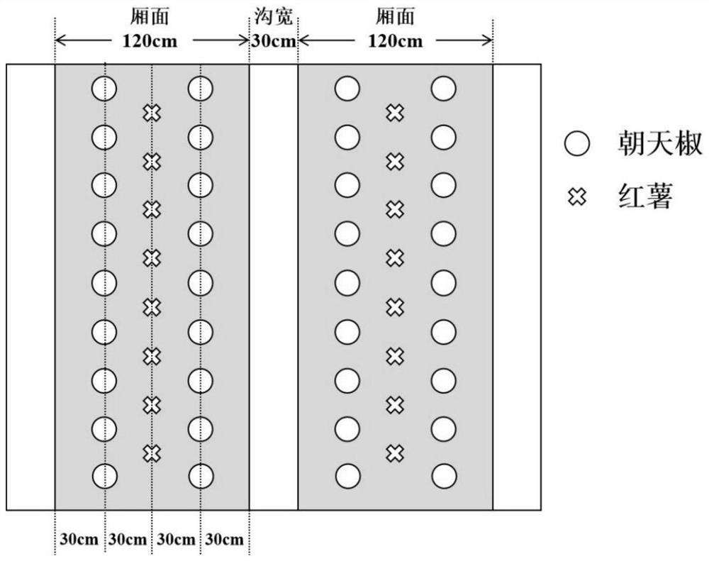 Annual rotation and interplanting planting method suitable for open-air pod pepper cultivation