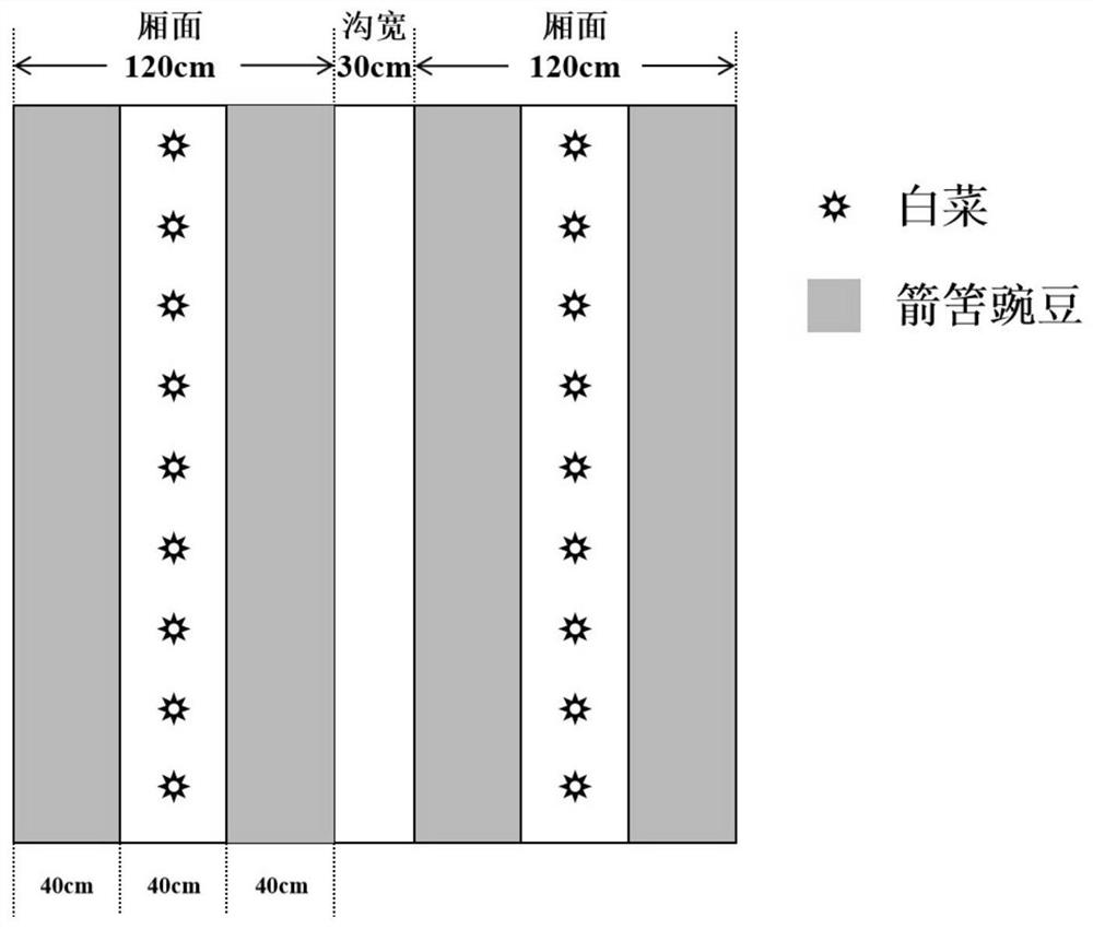 Annual rotation and interplanting planting method suitable for open-air pod pepper cultivation