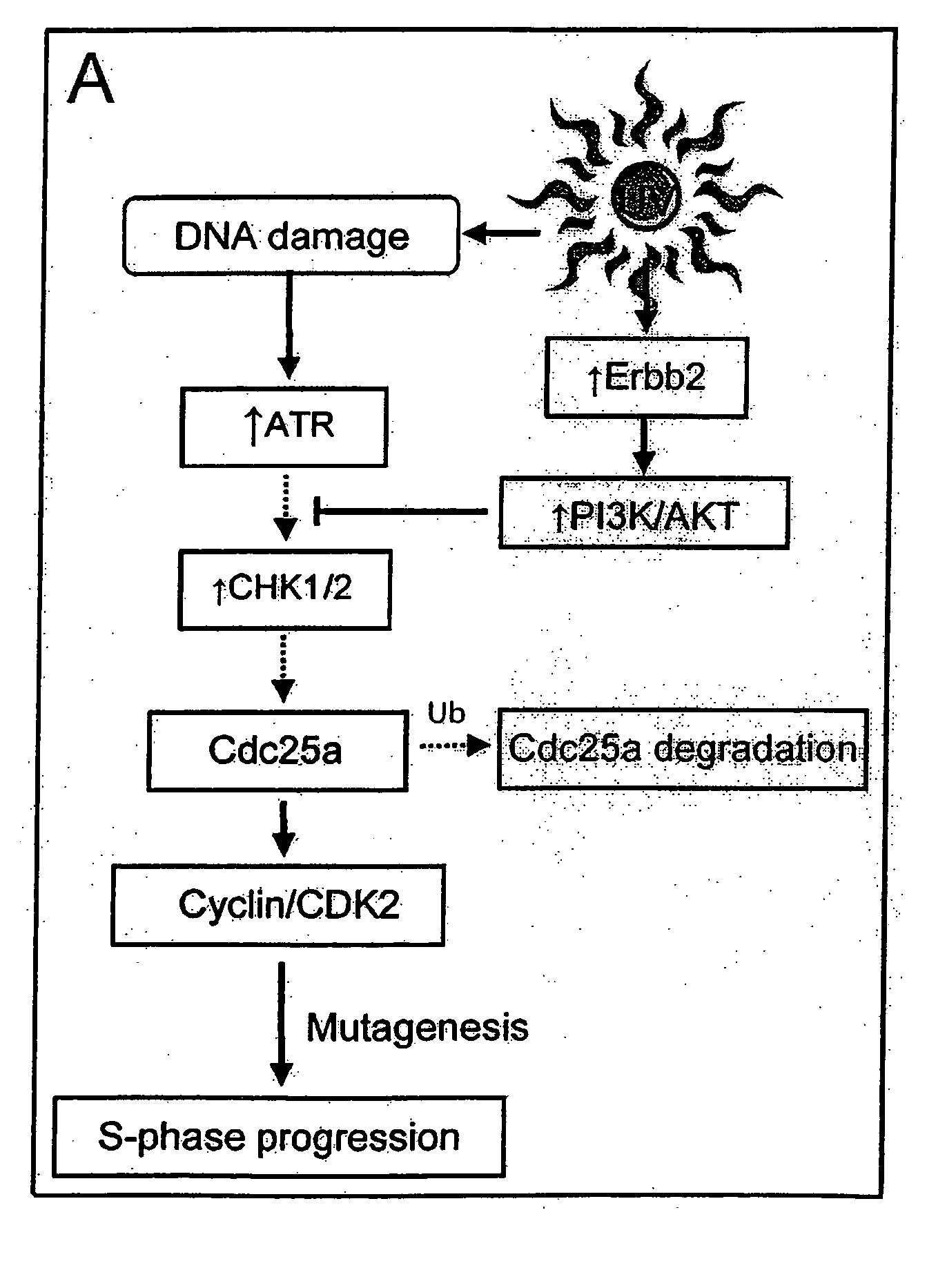 Method for treatment and prevention of ultraviolet light induced skin pathologies