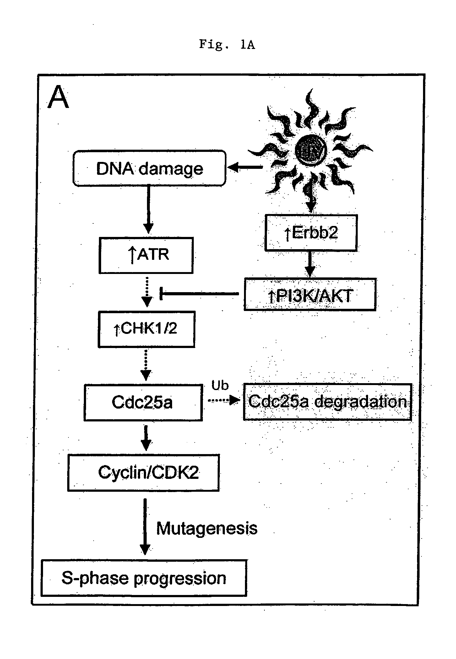 Method for treatment and prevention of ultraviolet light induced skin pathologies