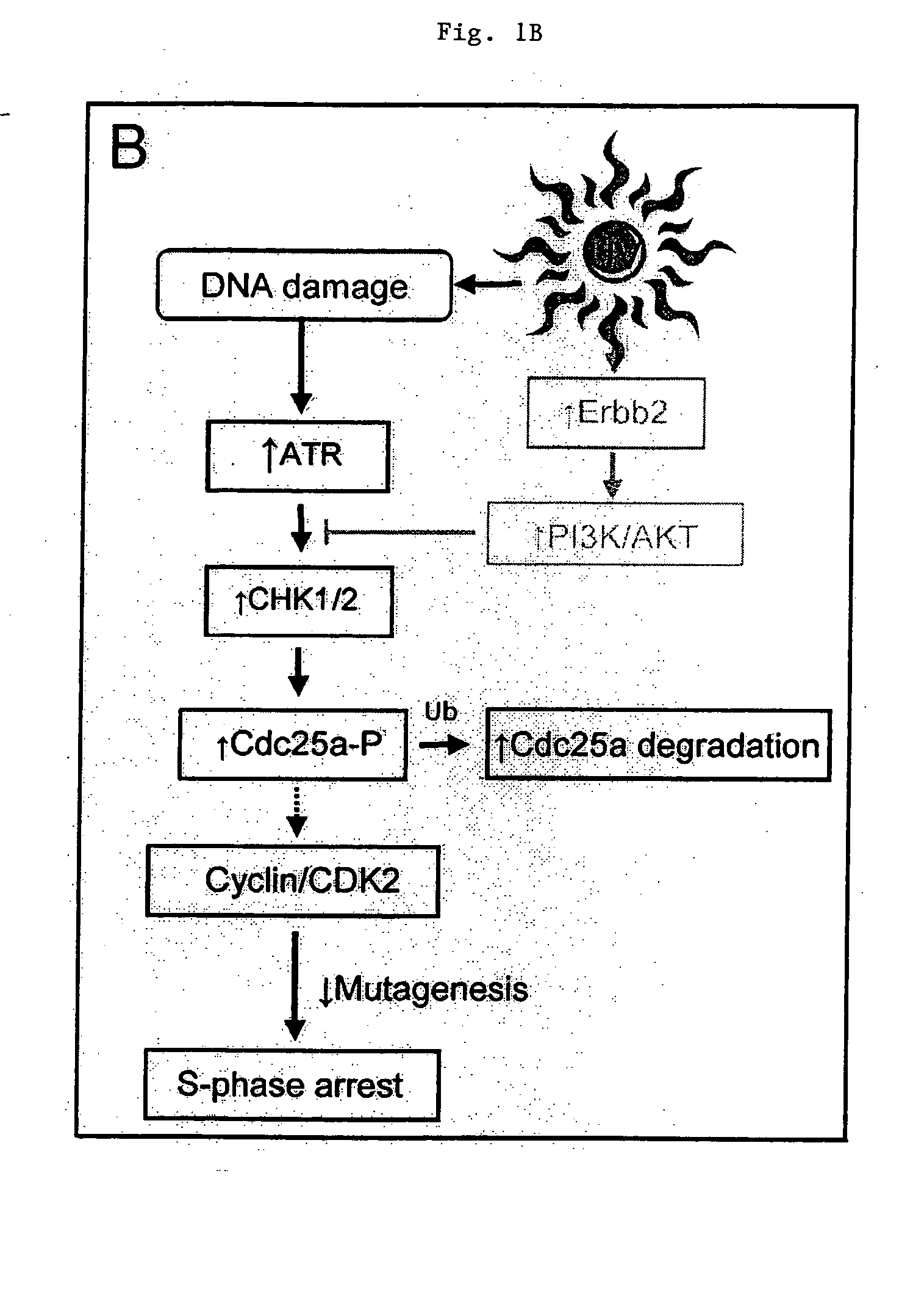 Method for treatment and prevention of ultraviolet light induced skin pathologies