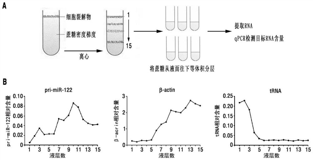 Small peptide with function of inhibiting liver cancer metastasis and preparation method and application of small peptide