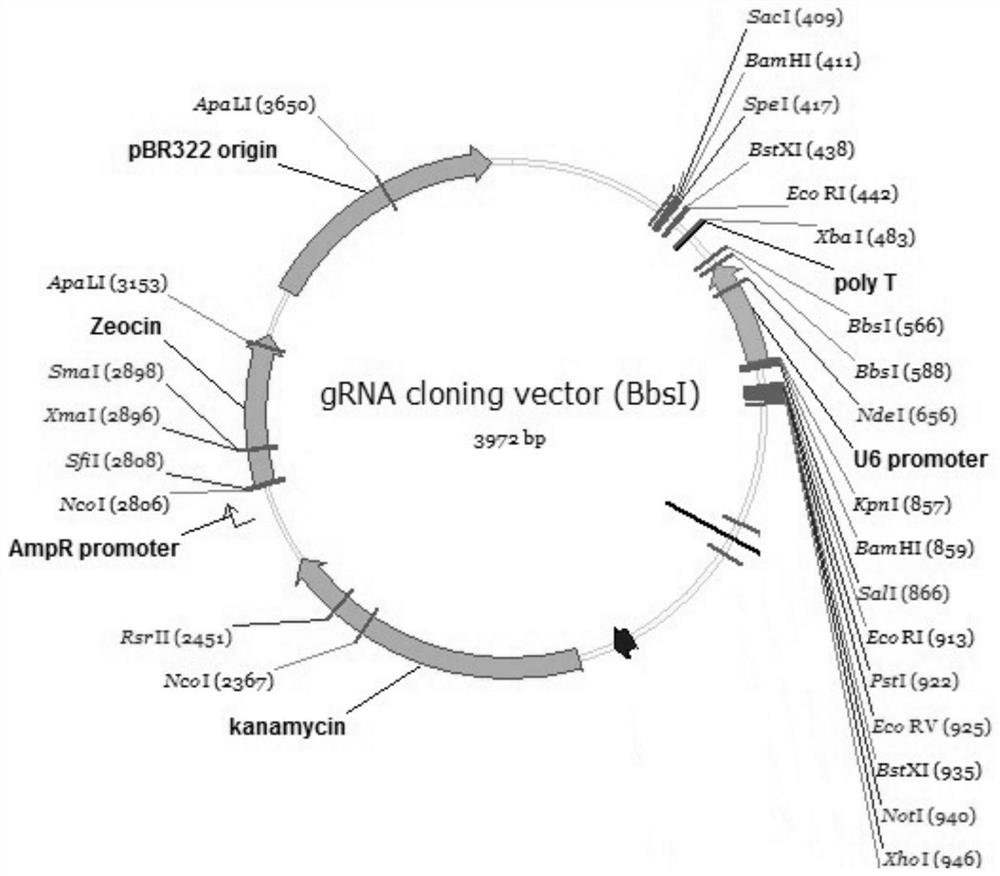 Method and composition for building HBV transgenic mouse model, and applications of HBV transgenic mouse model