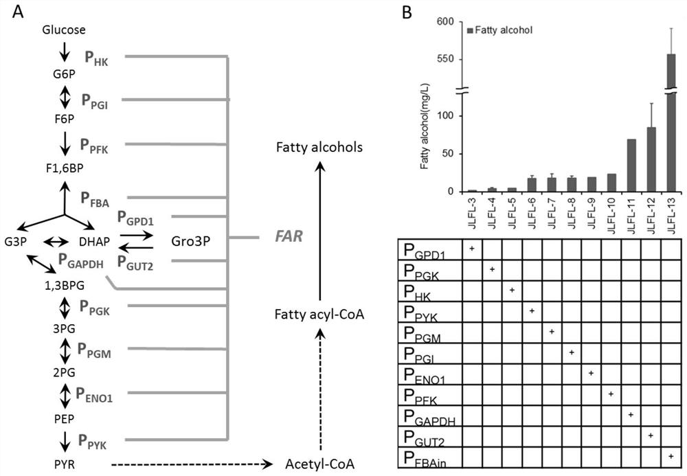 Synergistic application of sugar metabolism and lipid metabolism to enhance the yield of fatty acid derivatives synthesized by Yarrowia lipolytica