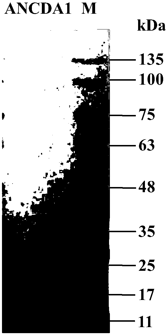 Aspergillus nidulans chitin deacetylase, and preparation method and application thereof