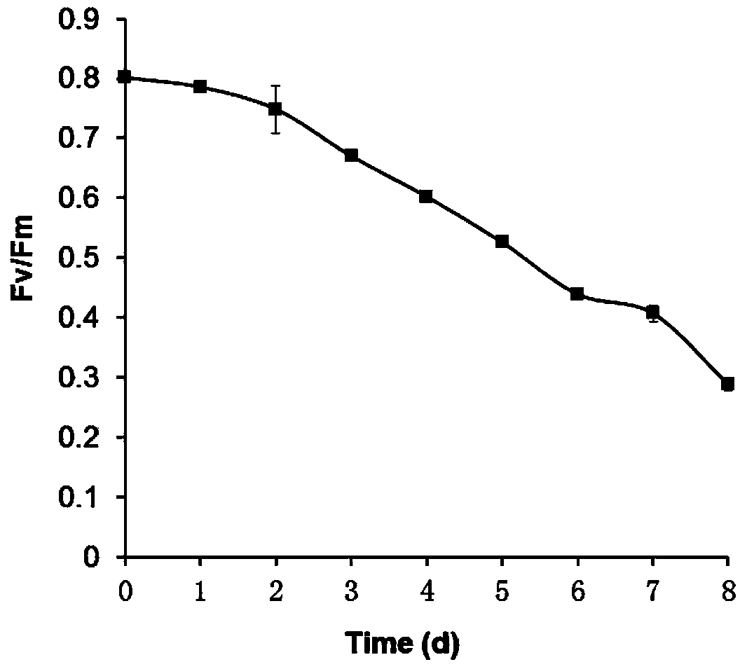 Method for determining oleaginous microalgae harvesting time by utilizing chlorophyll fluorescence parameter Pv/Fm