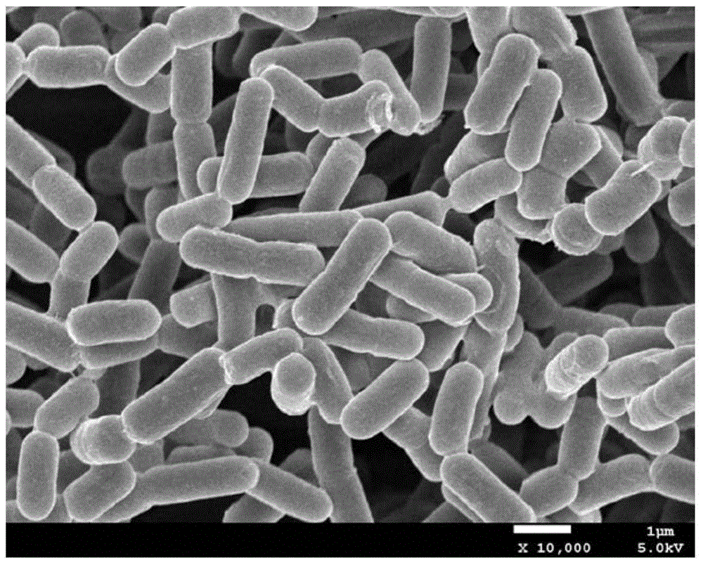 A kind of Brevibacterium prickly ash and its screening and purification method and application