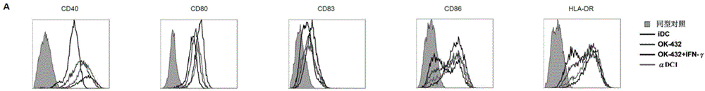 Composition and method for stimulating dendritic cell maturation