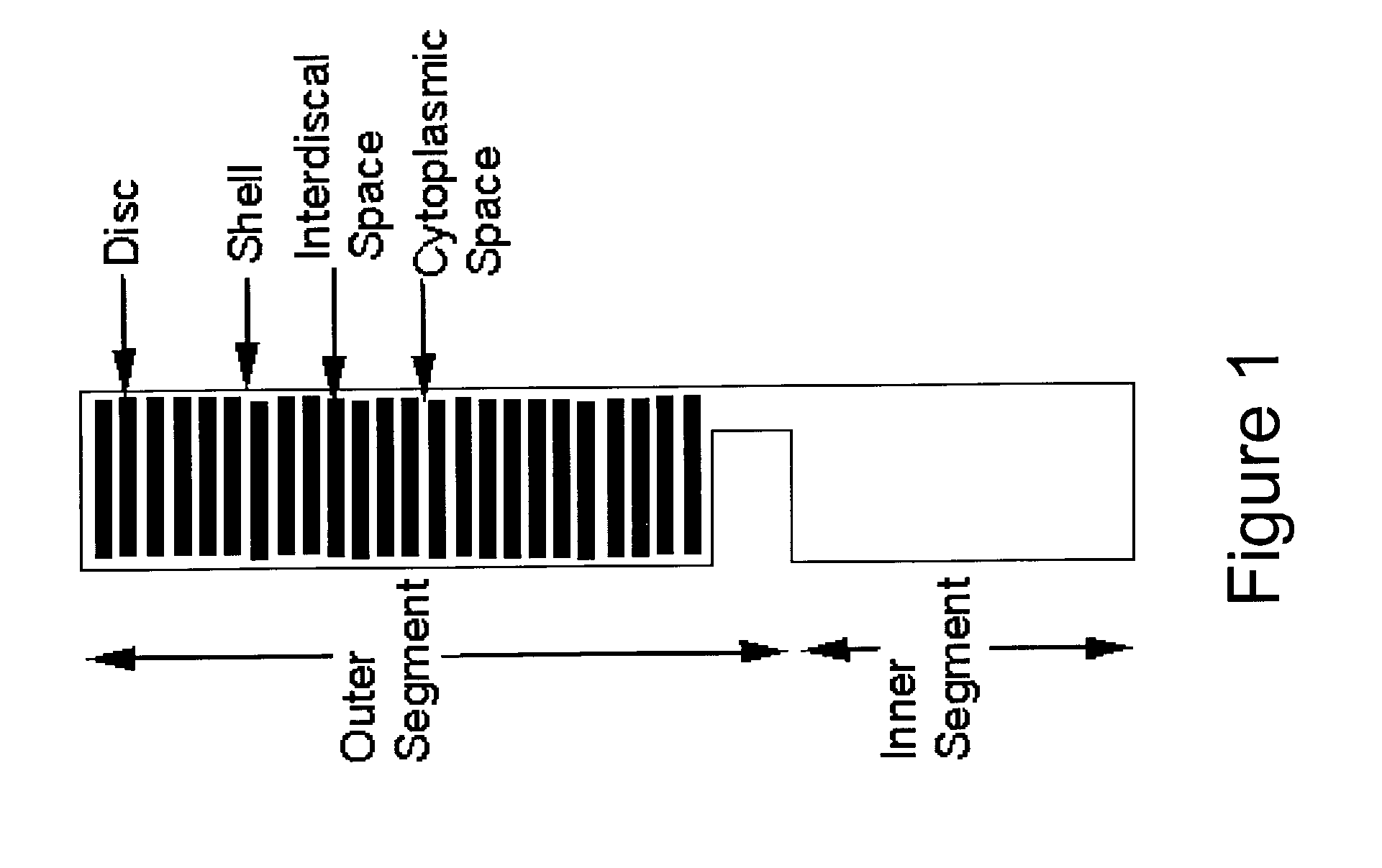 Method for modeling signal transduction in cells