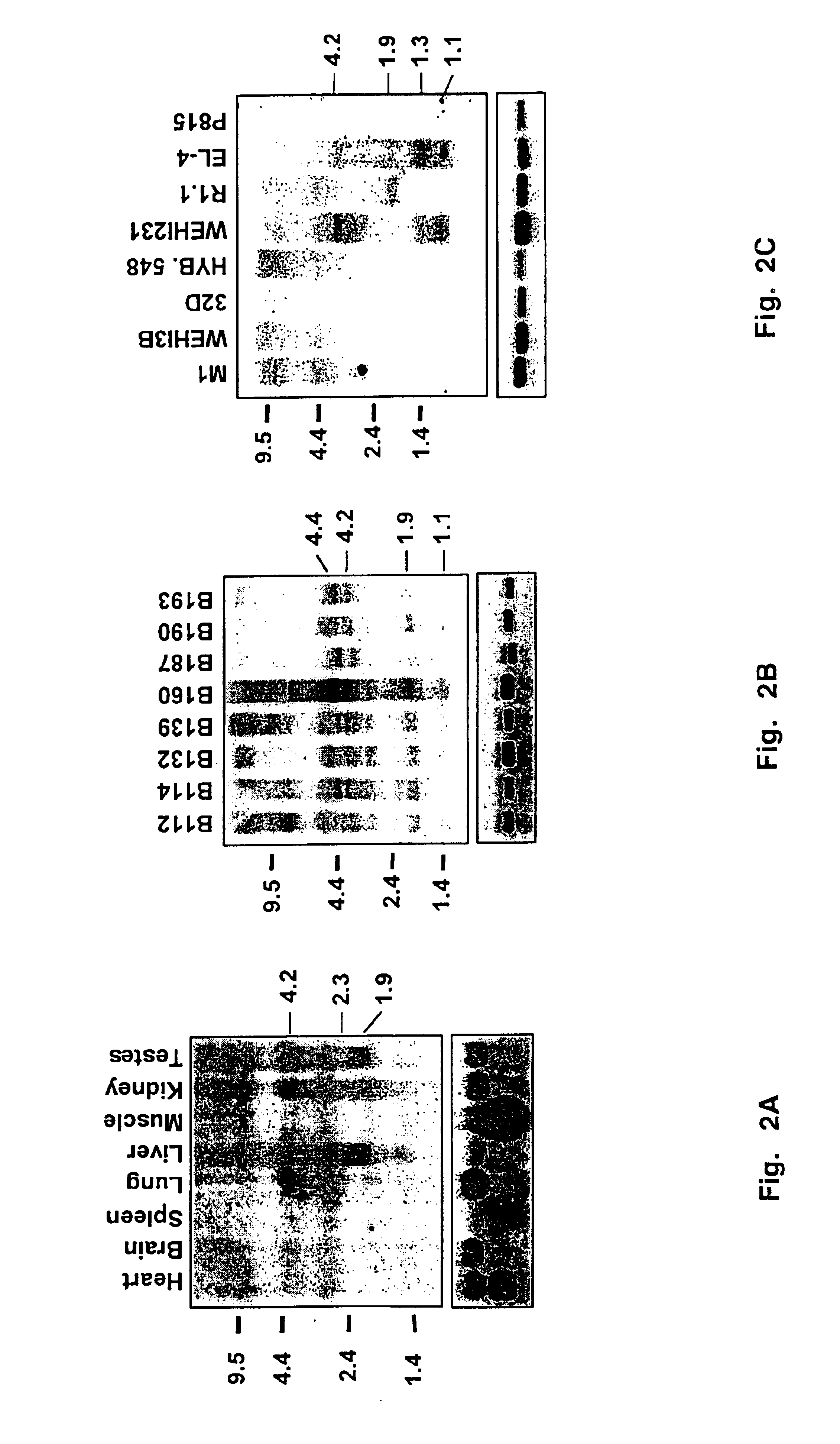 Evi27 gene sequences and protein encoded thereby