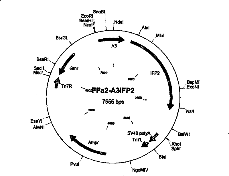 Real-time quantitative fluorescence PCR test method based on double external references of RNA and DNA and application thereof