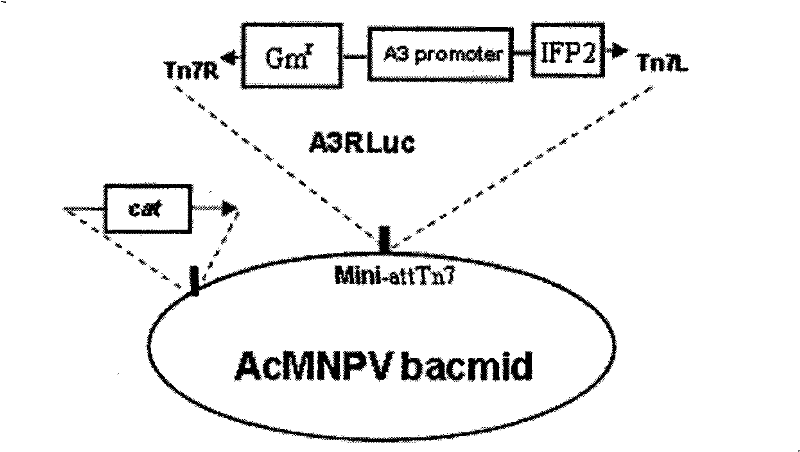 Real-time quantitative fluorescence PCR test method based on double external references of RNA and DNA and application thereof