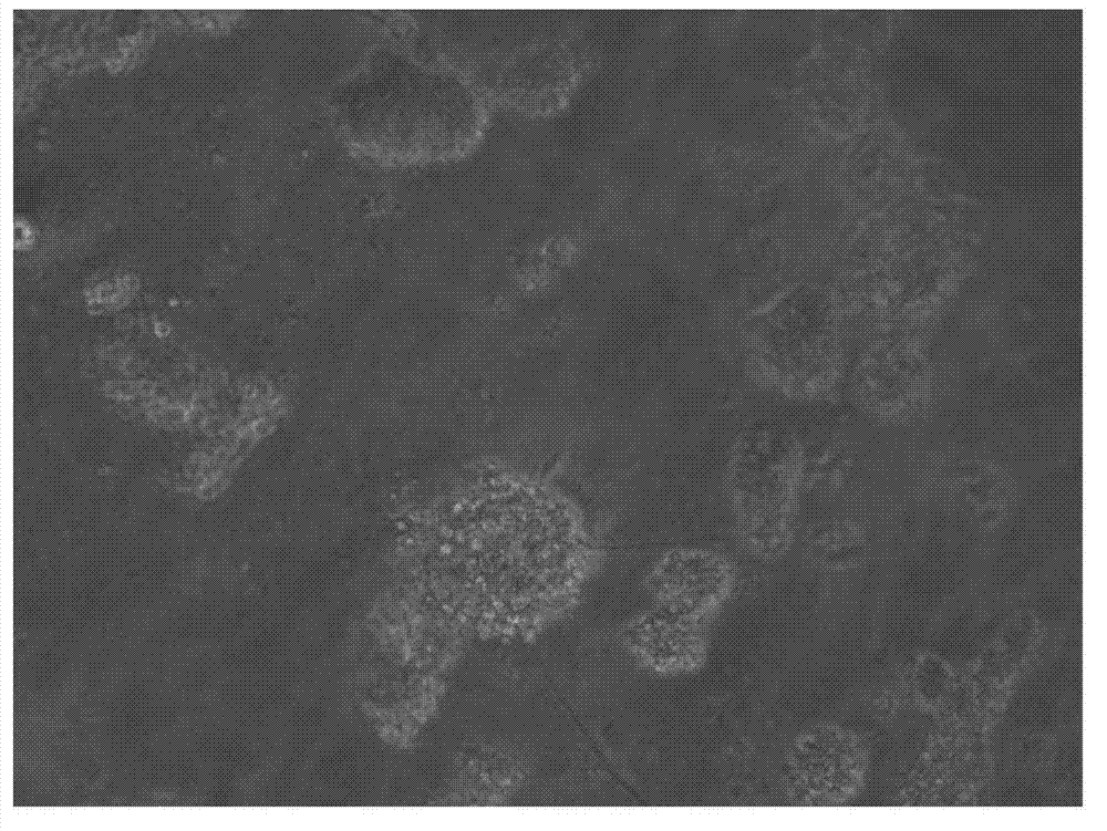 Biological gel membrane for cell culture as well as preparation method and application thereof