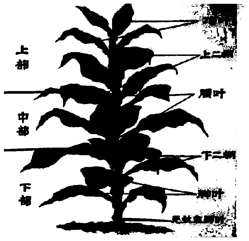 Maturity harvesting color differentiating method for flue-cured tobacco hongda variety